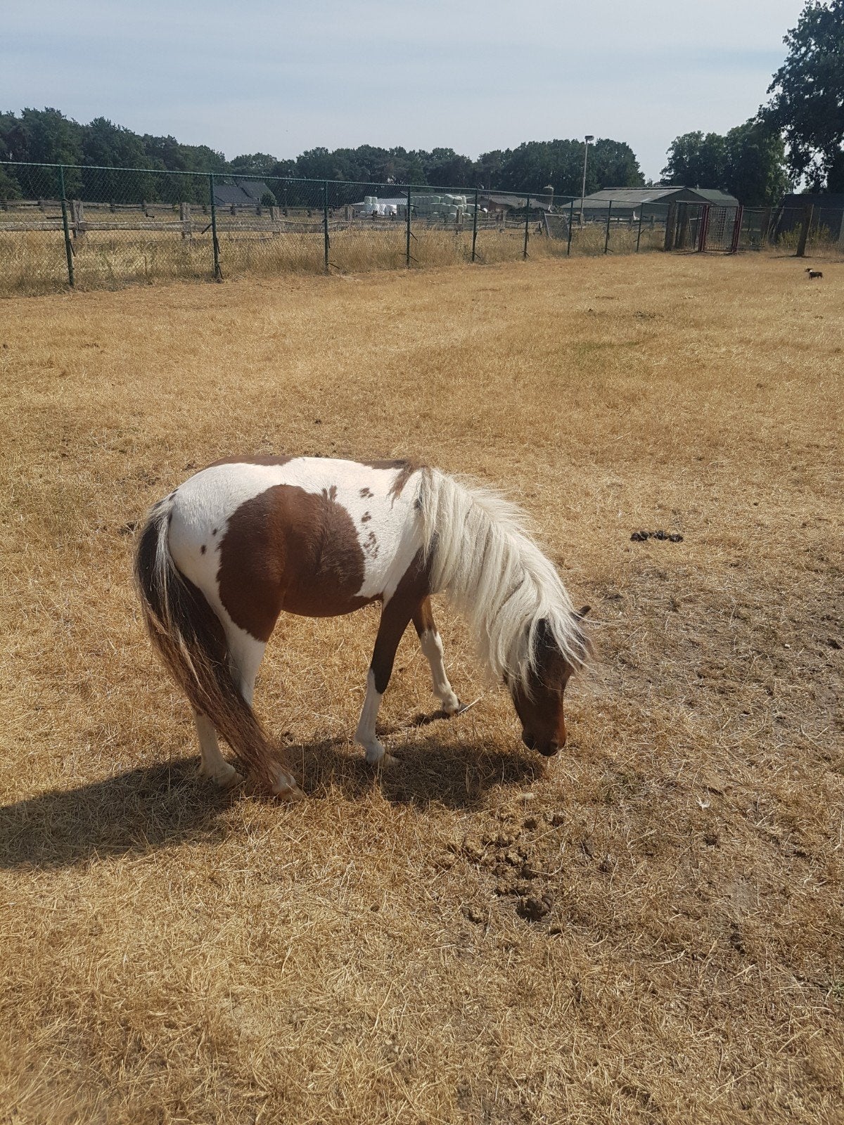 Minipaardje merrie, Animaux & Accessoires, Poneys