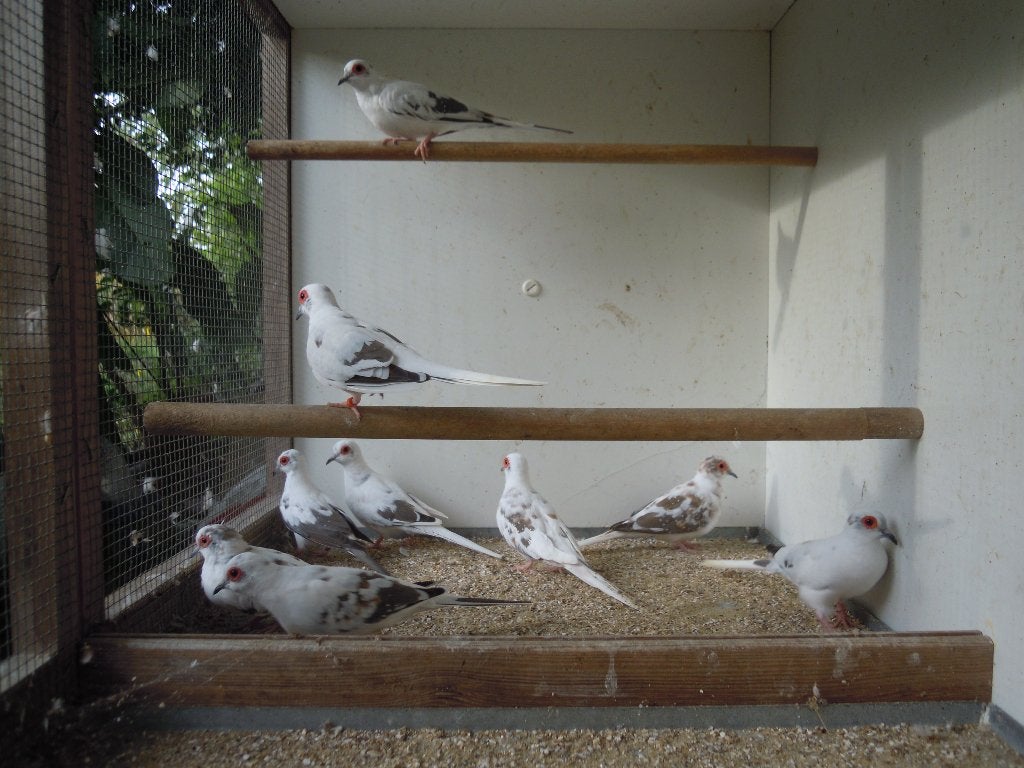 Bonte diamantduifjes (koppels), Animaux & Accessoires, Oiseau tropical, Domestique
