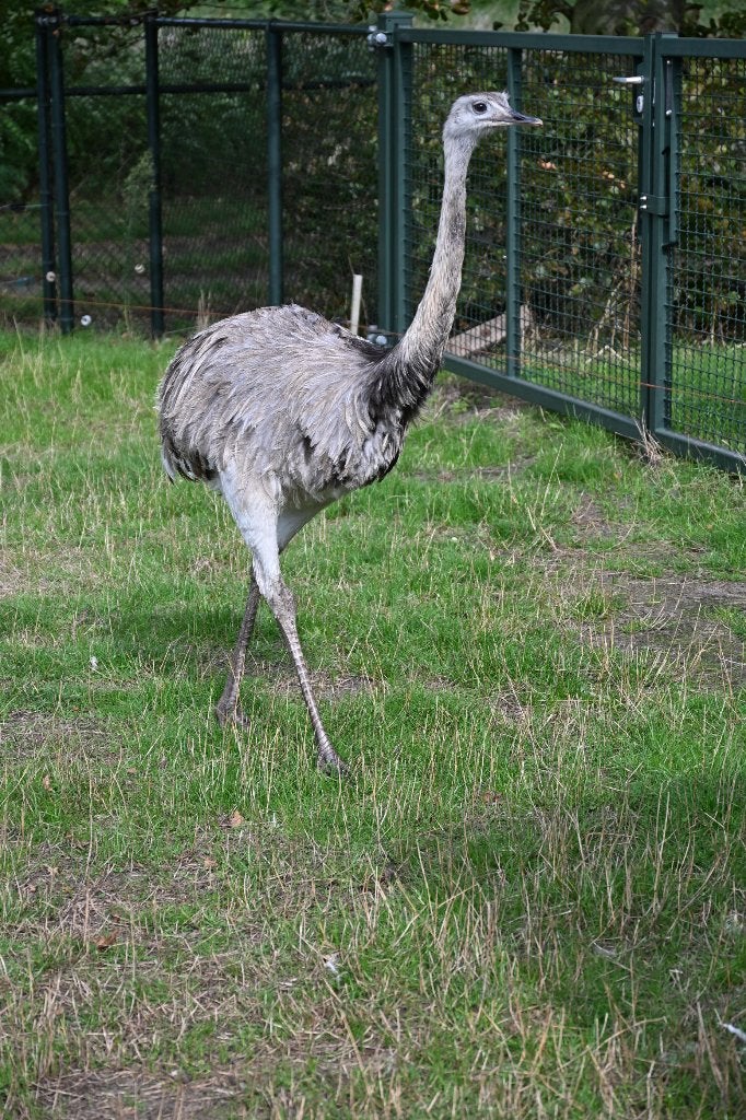 nandoe 2 jaar, Dieren en Toebehoren, Geslacht onbekend, Overige soorten