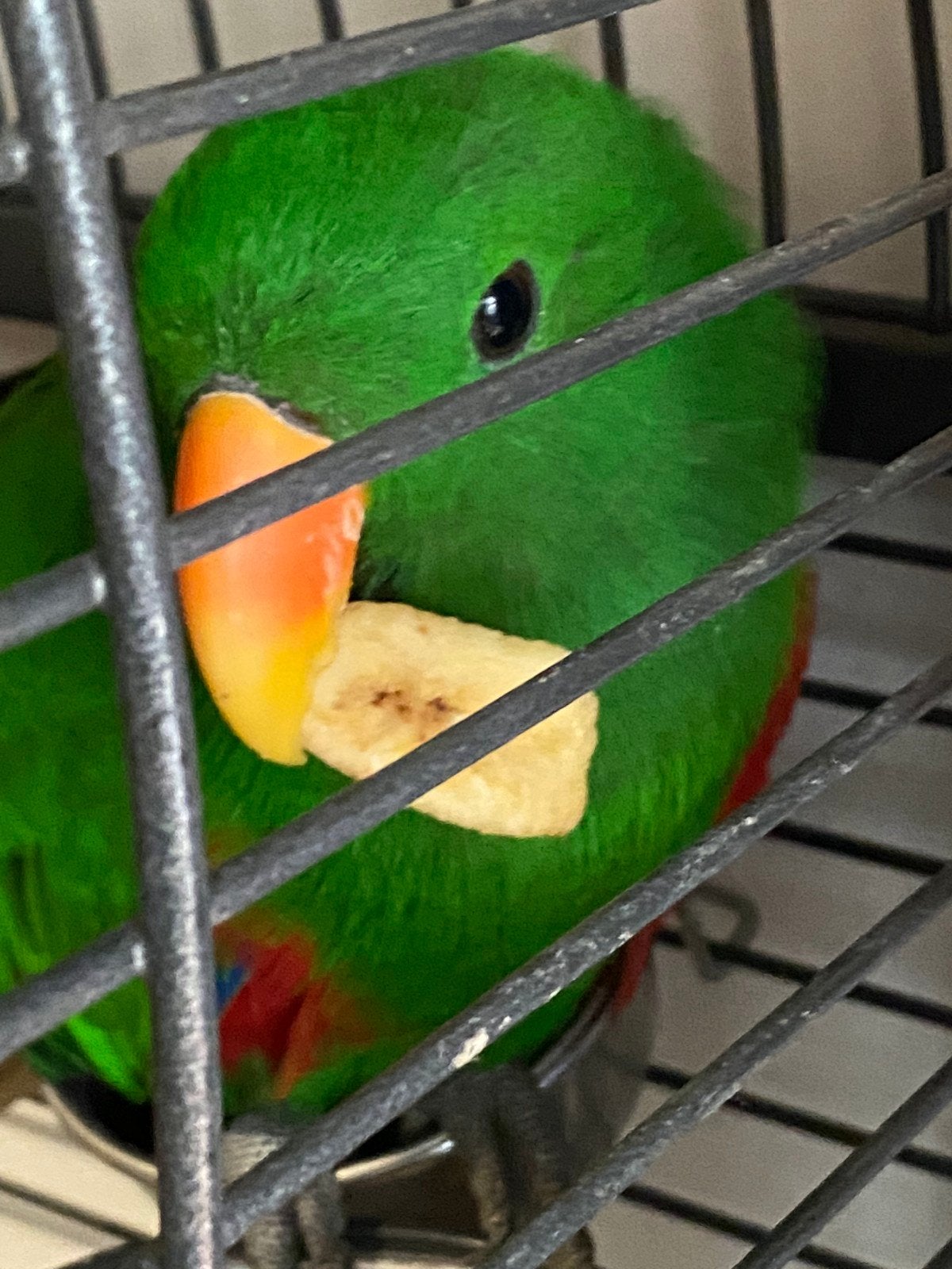 jeune mâle éclectus 2 ans, apprivoisé, Animaux & Accessoires, Mâle