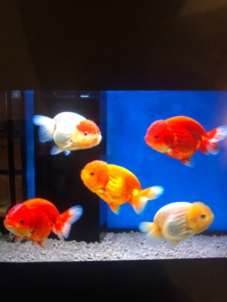 Ranchu goudvissen meerdere kleuren, Vis, Zoetwatervis