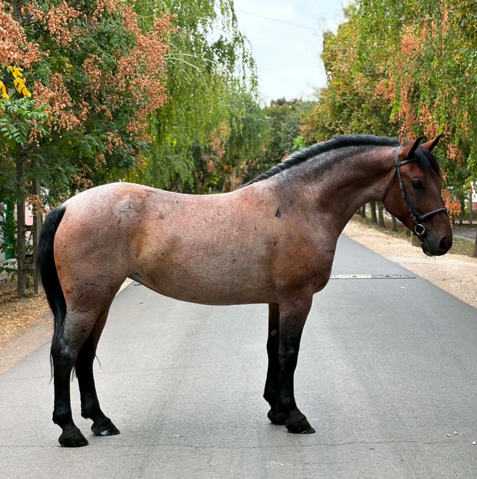 prachtige robuust gebouwde merrie 6 jaar oud, Avec puce électronique, M, Moins de 160 cm, Cheval de récréation