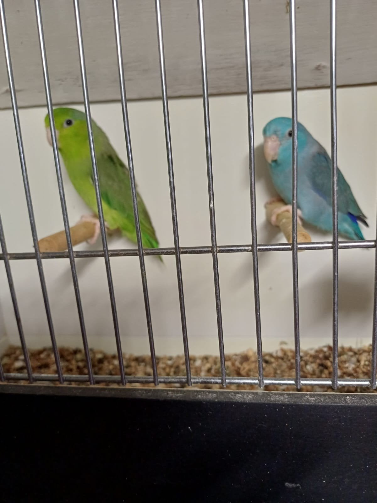 Forpussen meerdere kleuren, Dieren en Toebehoren