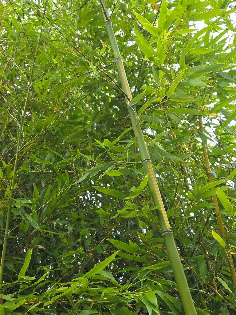 Canes de Bambous  4 à 6 m à donner, Enlèvement, Neuf