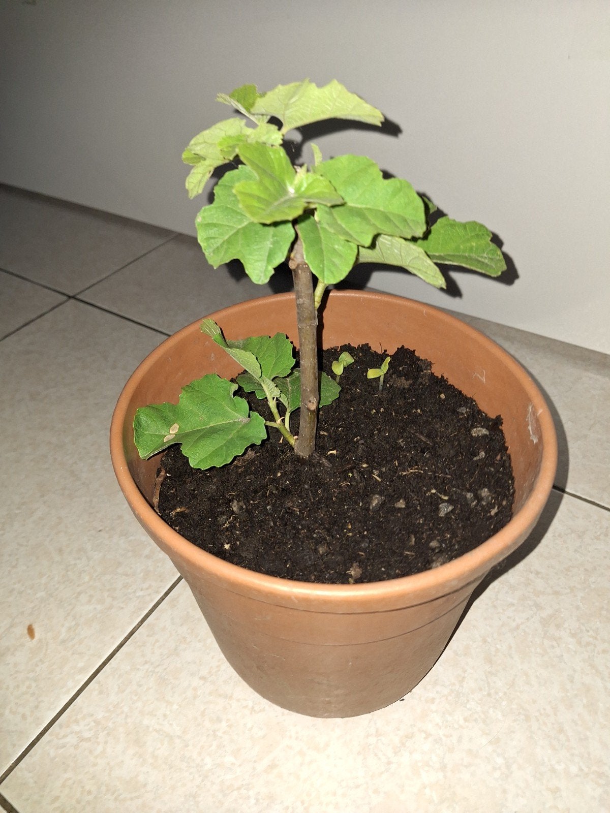 Vijgen planten, Ophalen of Verzenden