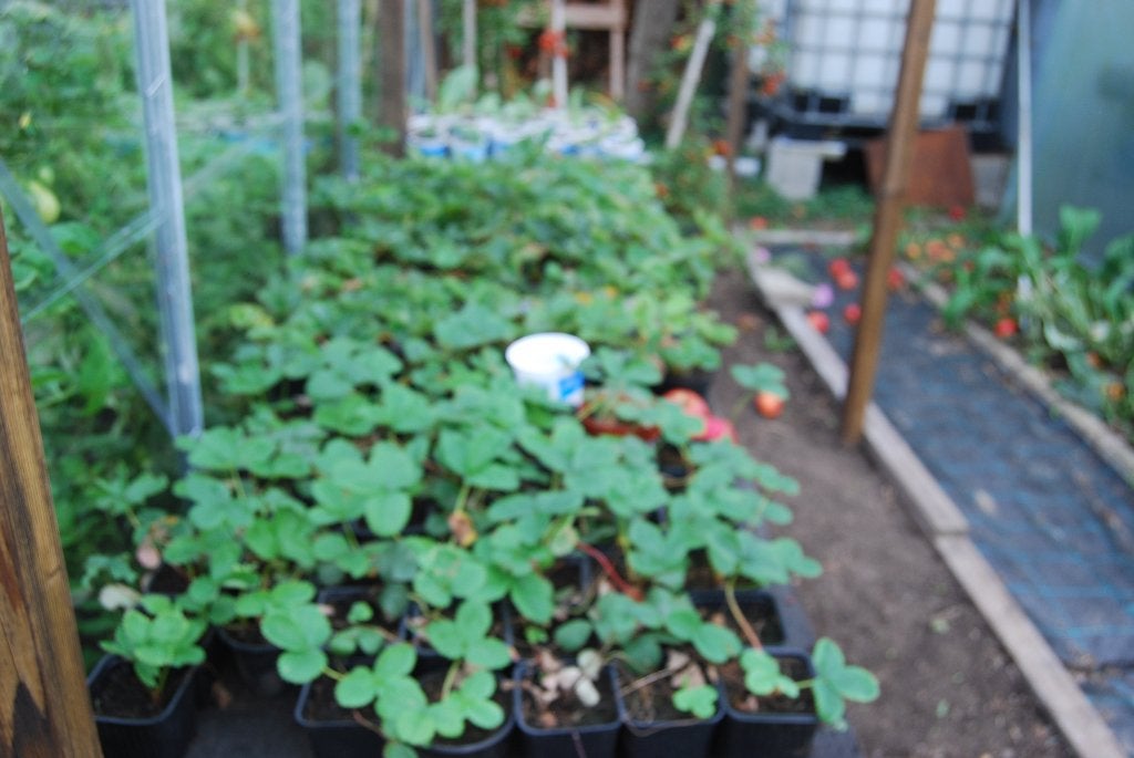 aardbei plantjes  elsanta, Enlèvement, Neuf