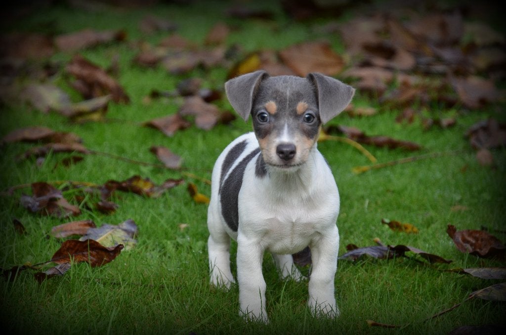 Jack Russell pups blauw, Dieren en Toebehoren, België, CDV (hondenziekte), Meerdere, Meerdere dieren