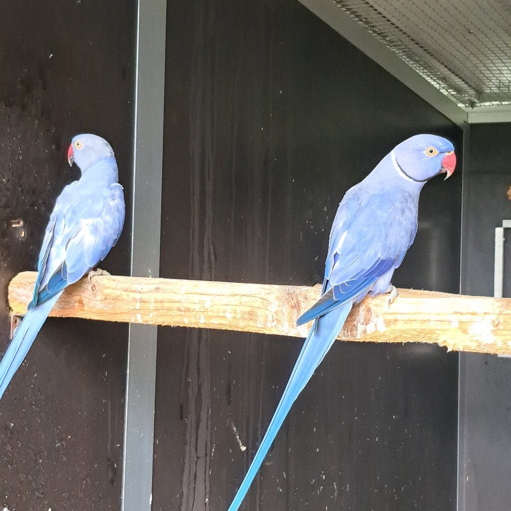 kweekkoppel halsbandparkieten (violet-violet), Meerdere dieren, Parkiet, Geringd