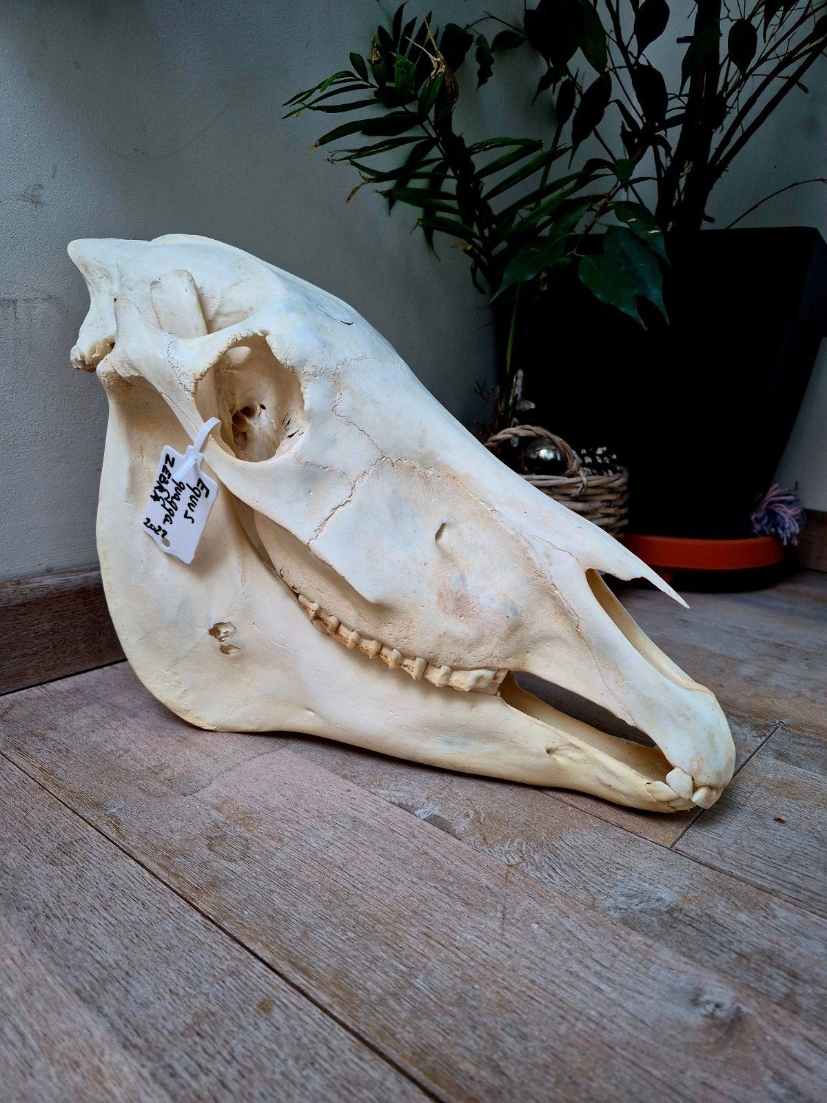 Zebraschedel voor Osteologie-collectie, Verzamelen, Ophalen of Verzenden, Schedel