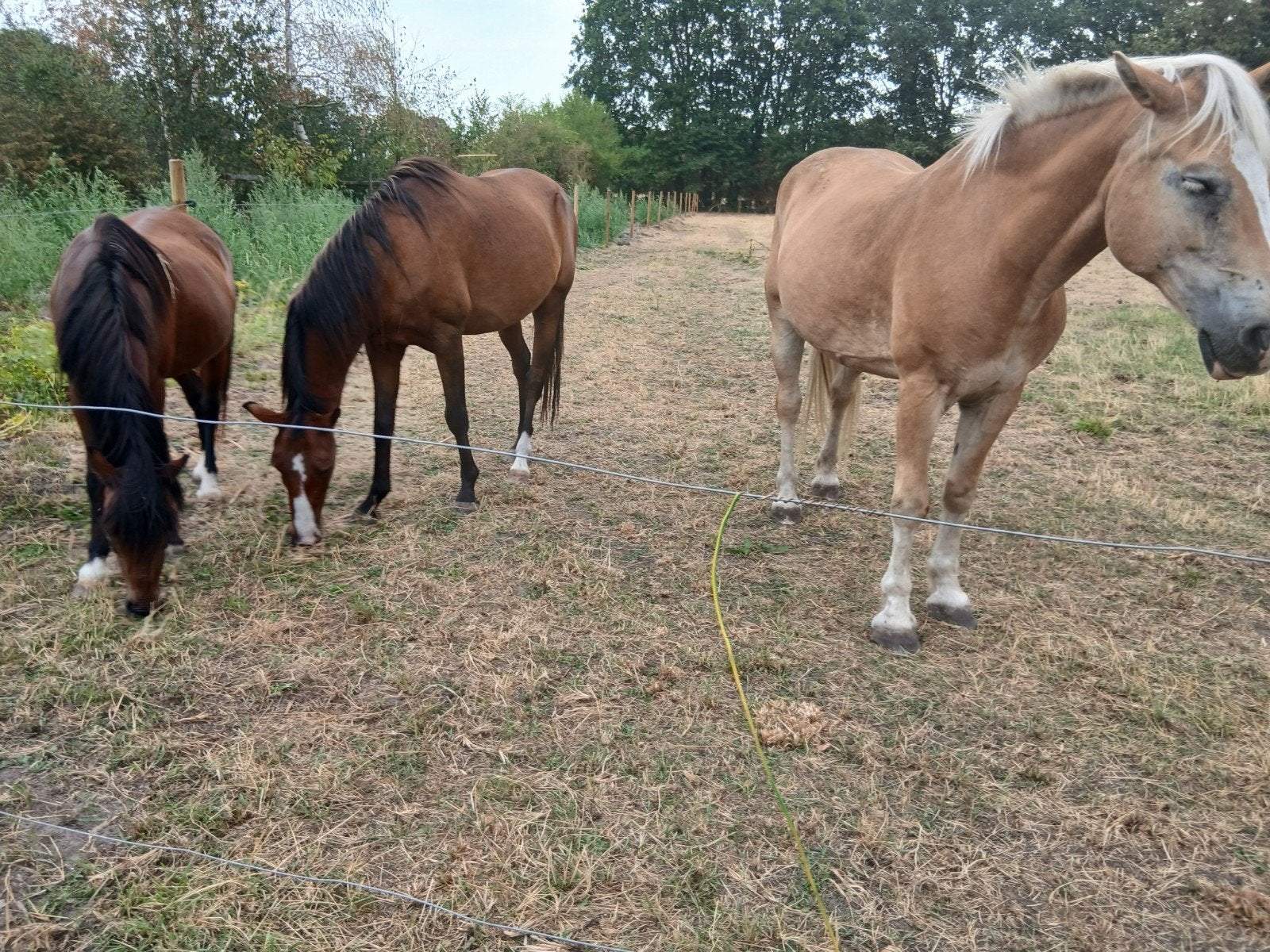 Mooi en net New Forest pony zwart bruin, Dieren en Toebehoren, Paarden