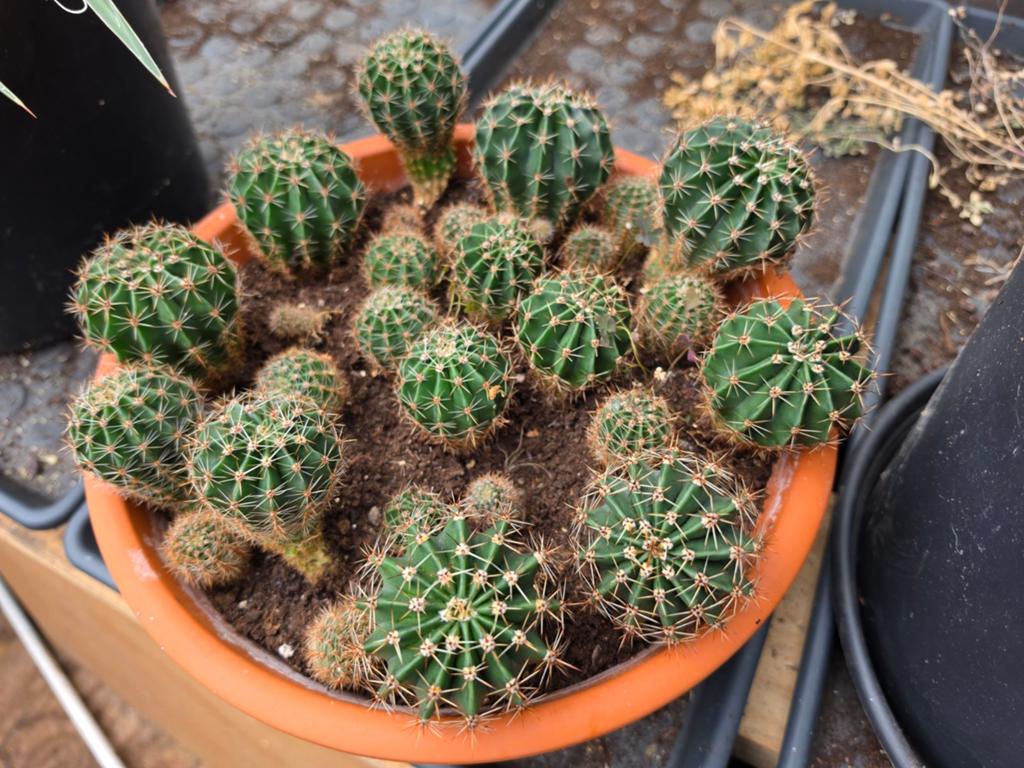 Cactussen in terracotta schaal 30cm, Tuin en Terras, Ophalen