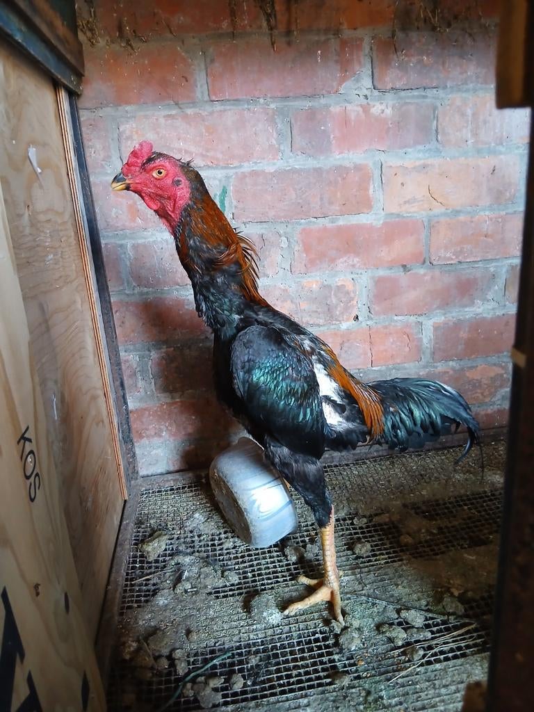 Shamo, juin 2025, Mâle, Poule ou poulet