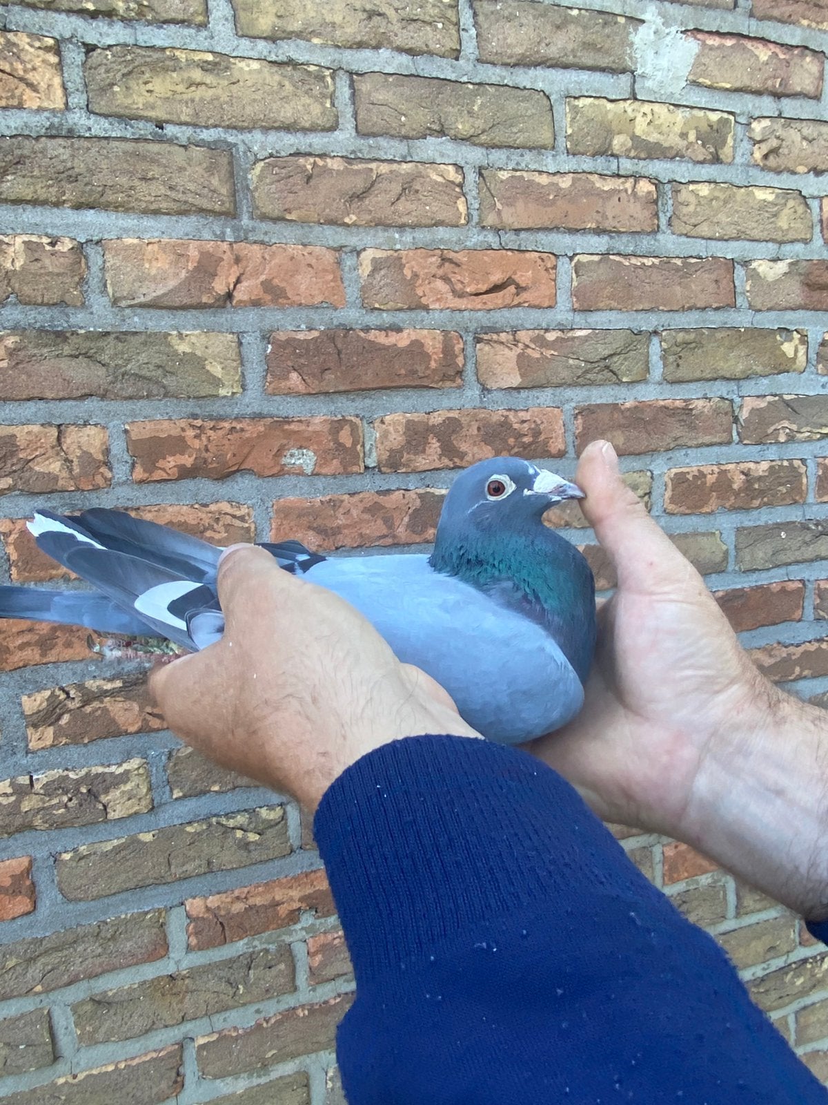 Doffer 2021 van De Jaeger Freddy, Dieren en Toebehoren, Vogels | Duiven, Mannelijk, Postduif