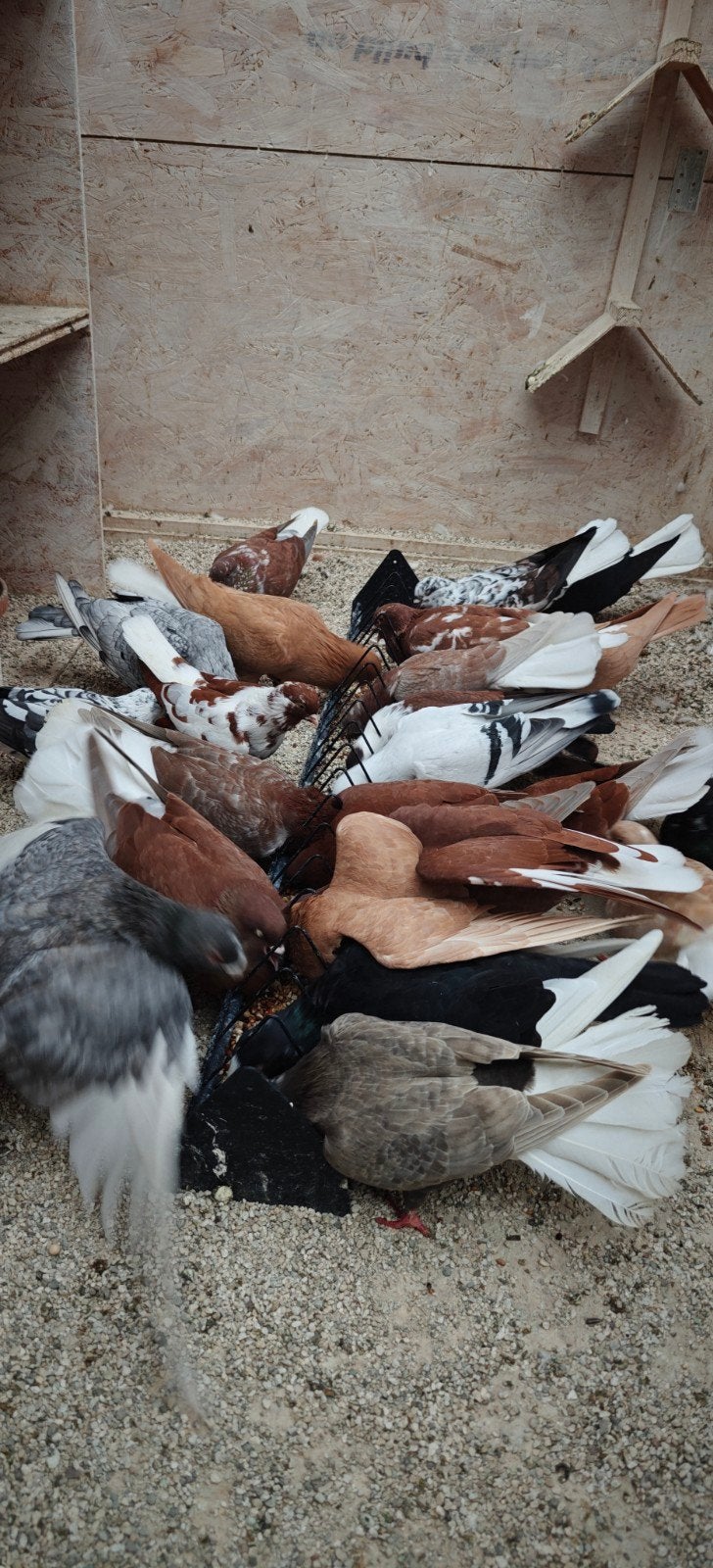 duiven te koop, Dieren en Toebehoren