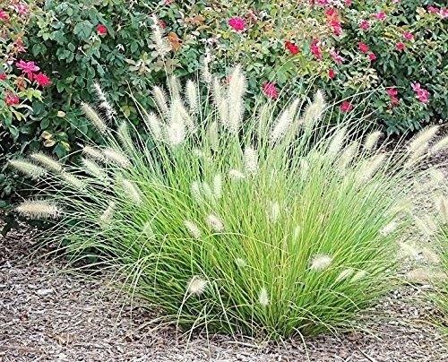 Pennisetum 'Little buny', Jardin & Terrasse, Plantes | Jardin, Plein soleil, Été, Enlèvement, Graminées ornementales