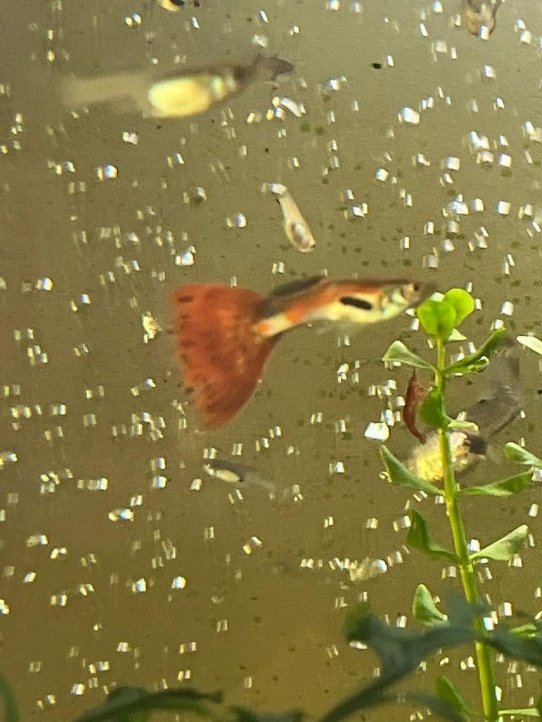 Guppies