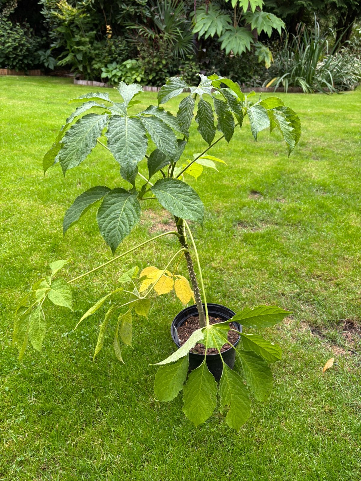 brassaiopsis fatsioides, Ophalen