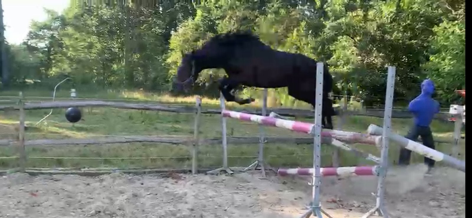 Chique 2 jarige hengst, volle broer van Brp hengst Boliath!, Dieren en Toebehoren, Pony's, Met stamboom, Springpony, 0 tot 2 jaar