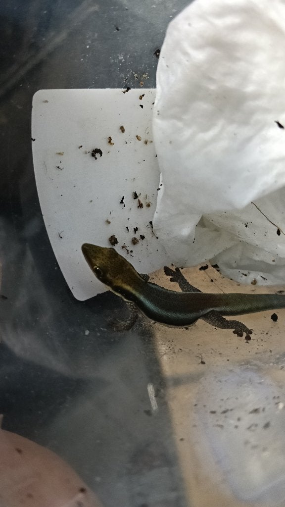 Phelsuma klemmeri, Animaux & Accessoires, Reptiles & Amphibiens
