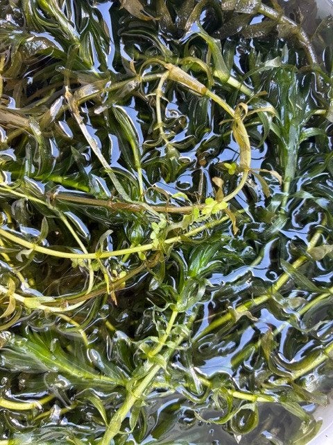 Waterpest, Dieren en Toebehoren, Vissen | Aquaria en Toebehoren, Zo goed als nieuw, Plant(en), Steen of Hout, Ophalen