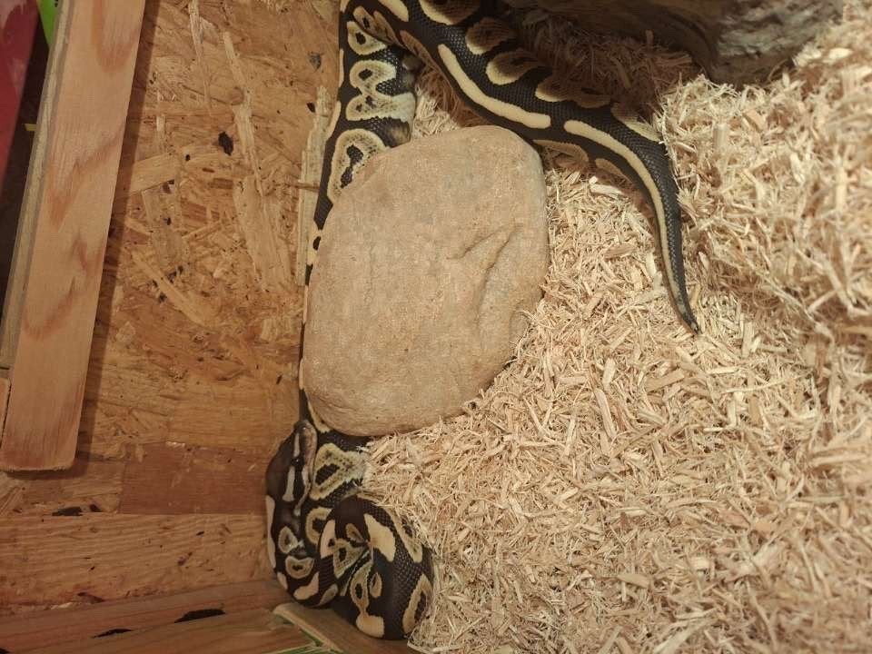 Slang koning python te koop, Dieren en Toebehoren, Reptielen en Amfibieën, Slang, Tam, 0 tot 2 jaar