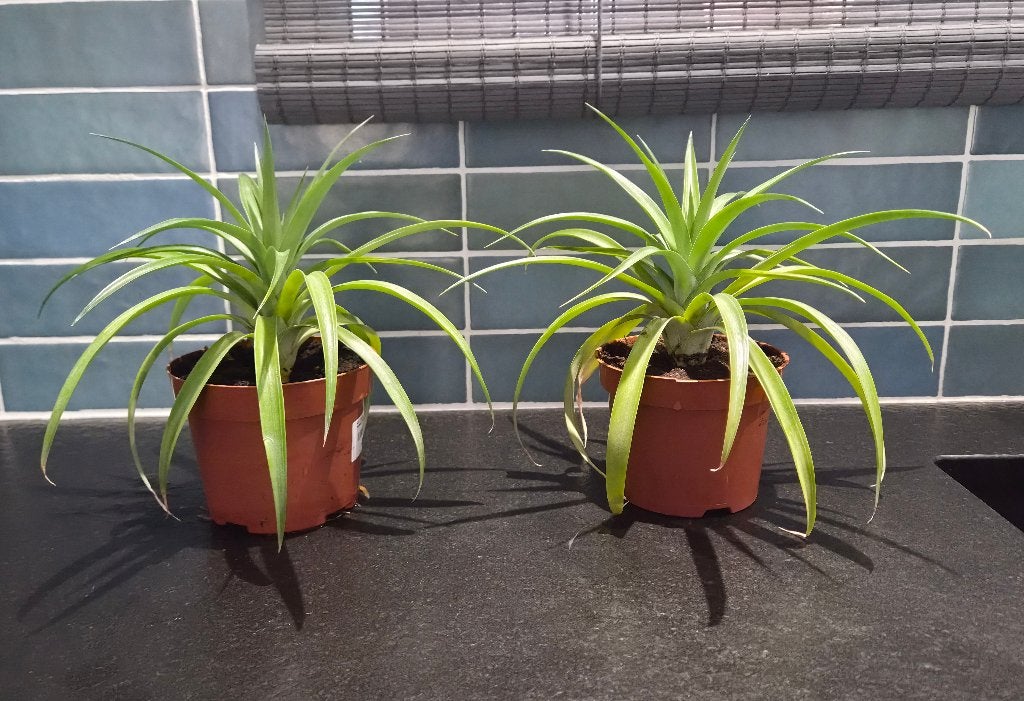 Ananas plantjes (nog 2 stuks), Maison & Meubles, Plantes d'intérieur, Enlèvement