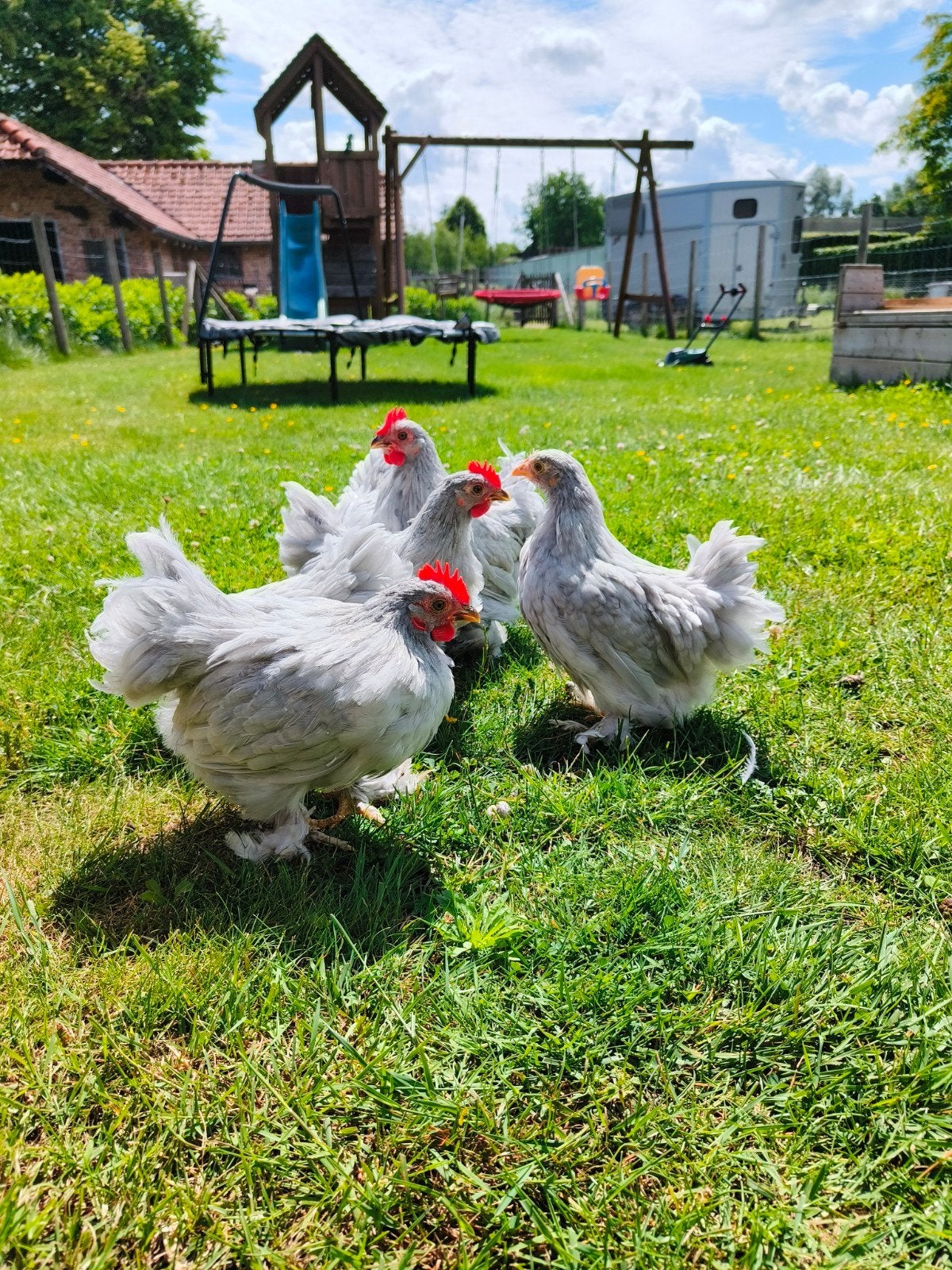 Cochin haantjes, Dieren en Toebehoren