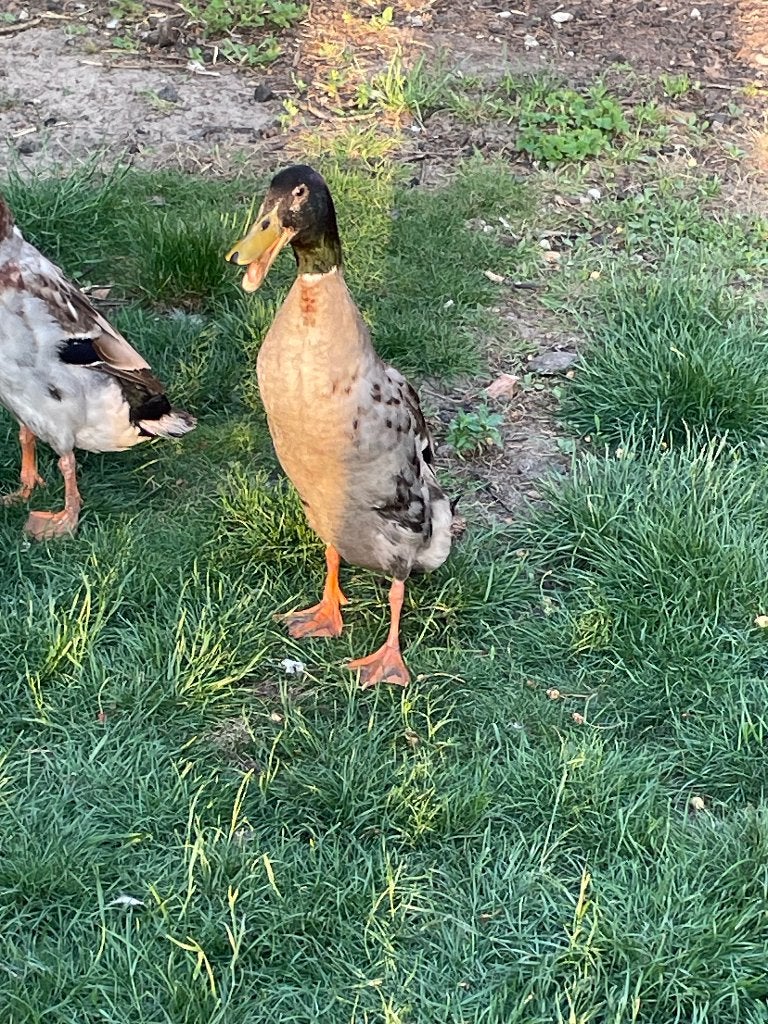 Indische loopeend haan, Dieren en Toebehoren, Pluimvee, Mannelijk, Eend