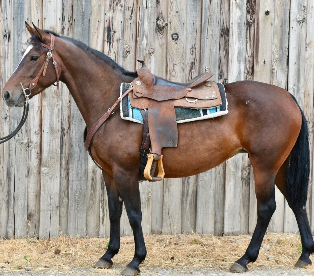 mooie paint merrie, Dieren en Toebehoren, Met stamboom, Zadelmak, 3 tot 6 jaar, Recreatiepony