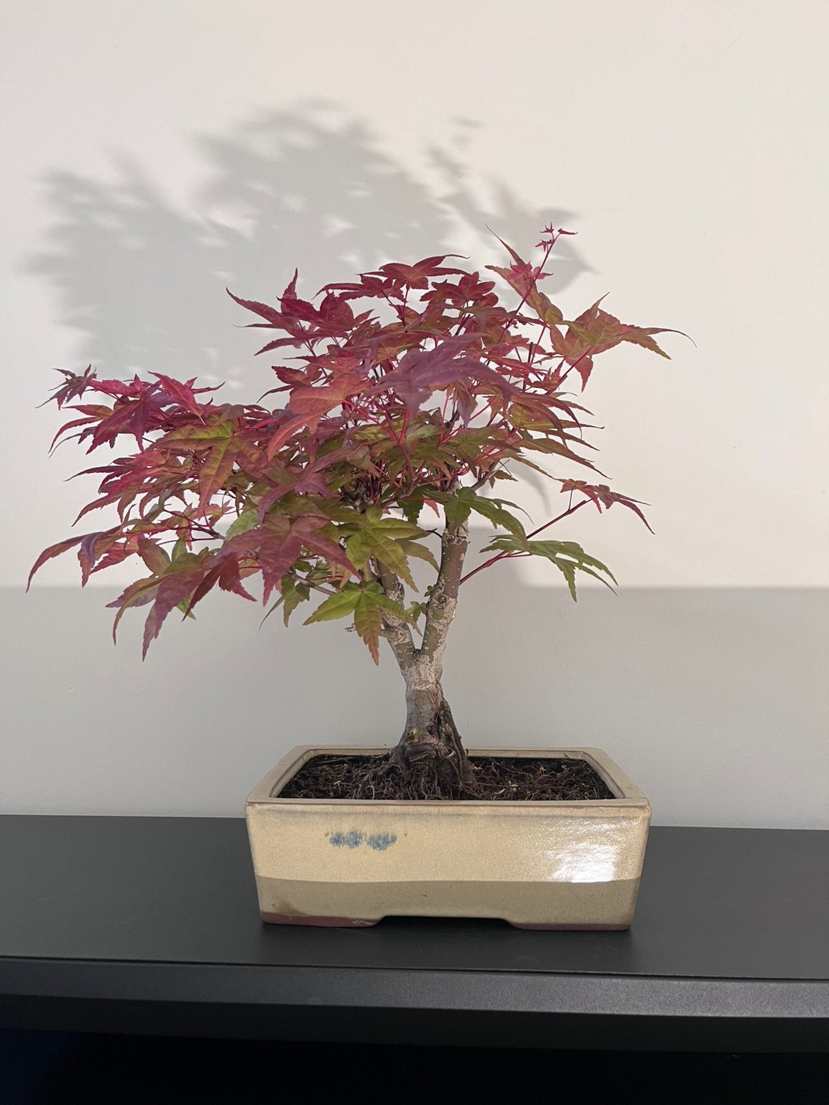 Acer Deshojo bonsai, Enlèvement, Printemps