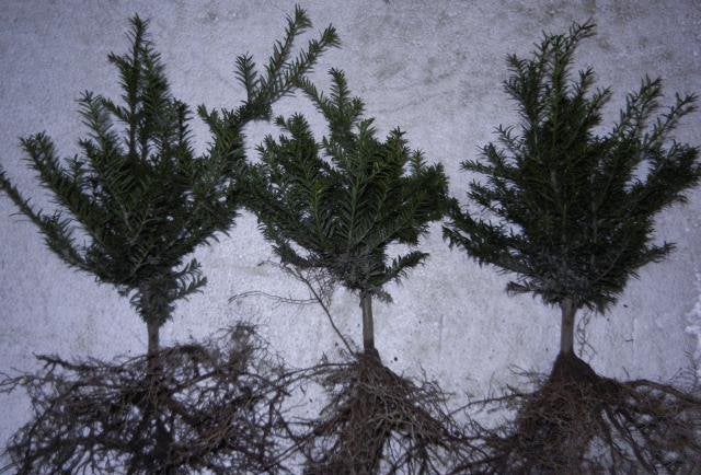 Taxus baccata, Tuin en Terras, Ophalen, Taxus, Haag