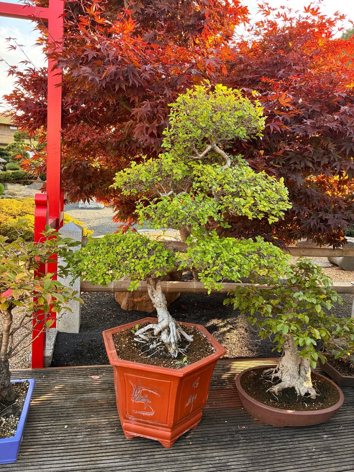 Ulmus Parvifolia bonsai, Ophalen