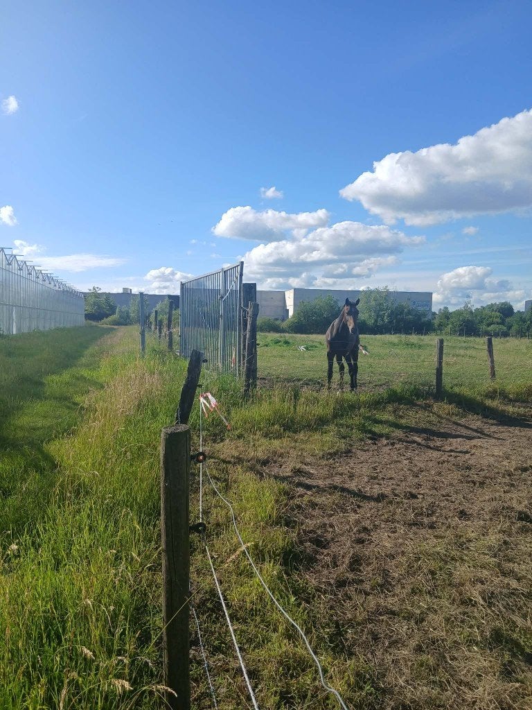 Mooie jaarling hengst, Étalon, M, Cheval de saut, 0 à 2 ans