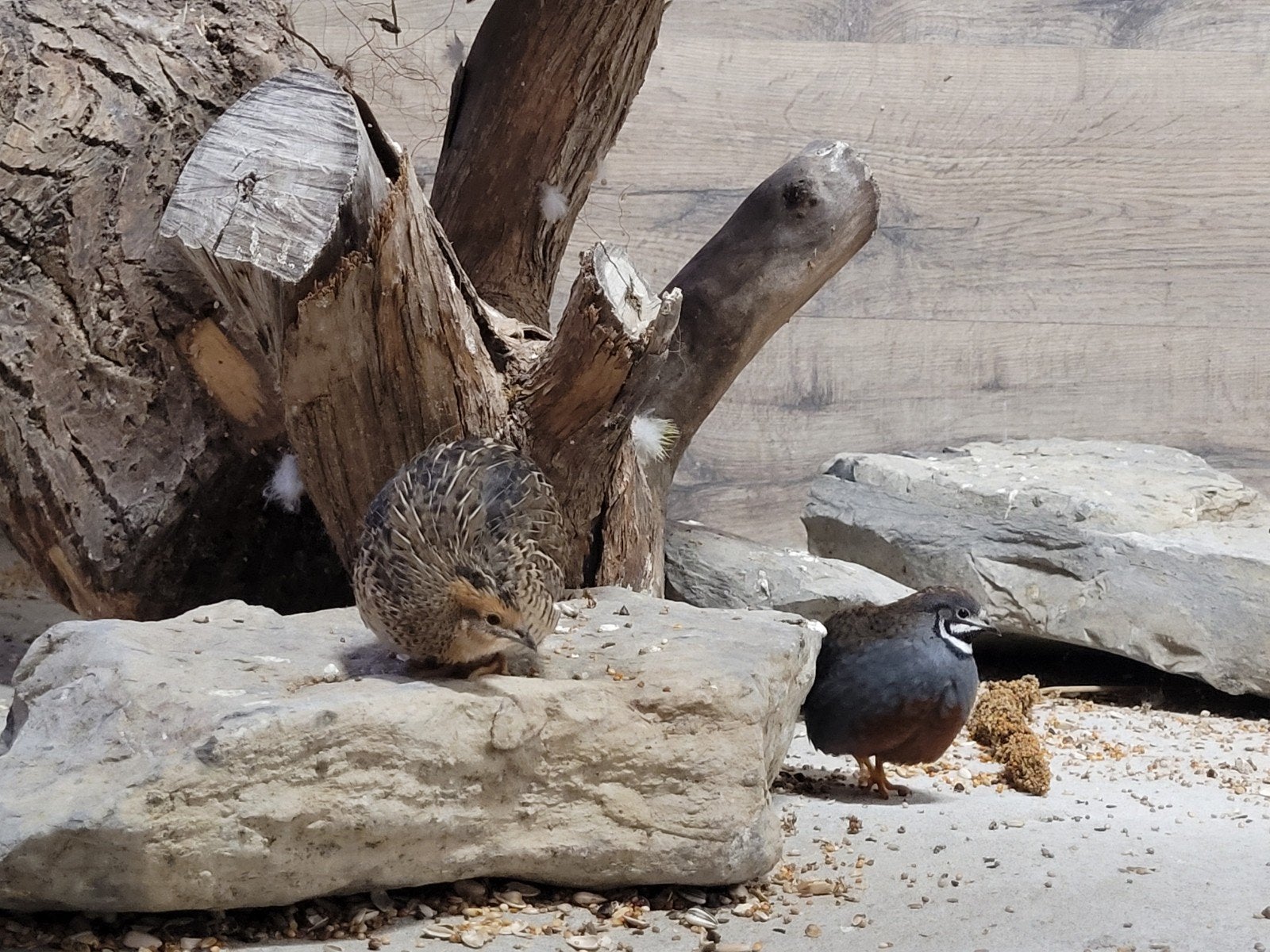 wildkleur chinese dwergkwartels, Dieren en Toebehoren
