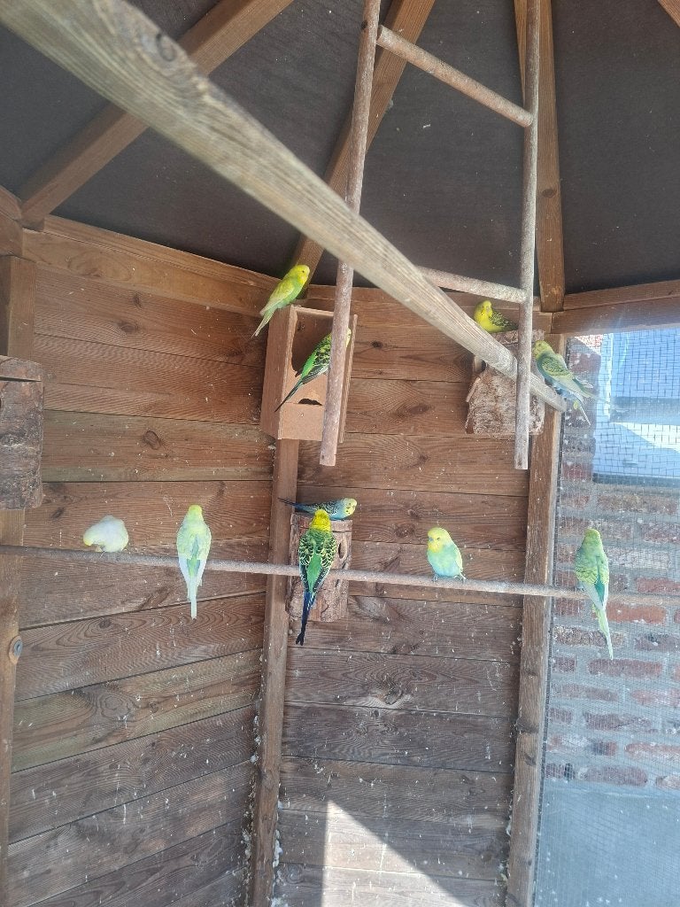 Grasparkieten, Plusieurs animaux, Perruche