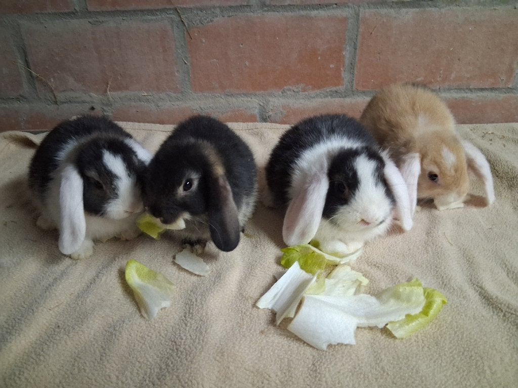 dwergkonijn, Dieren en Toebehoren, Meerdere dieren, Dwerg, Hangoor, 0 tot 2 jaar