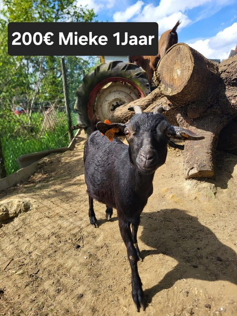 dwerg geiten mini, Dieren en Toebehoren