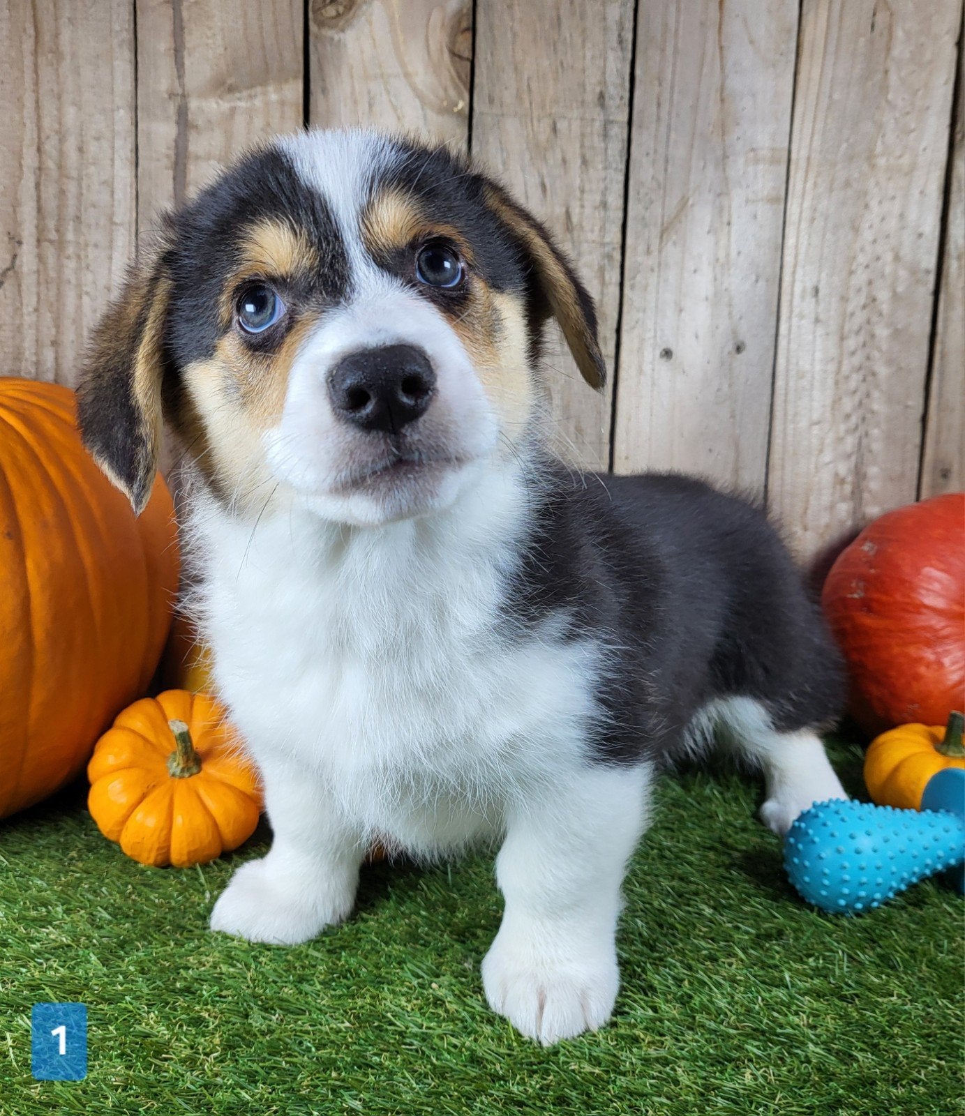 Welsh Corgi Cardigan pups / Corgi pups, Dieren en Toebehoren, België, Overige rassen, CDV (hondenziekte), 8 tot 15 weken