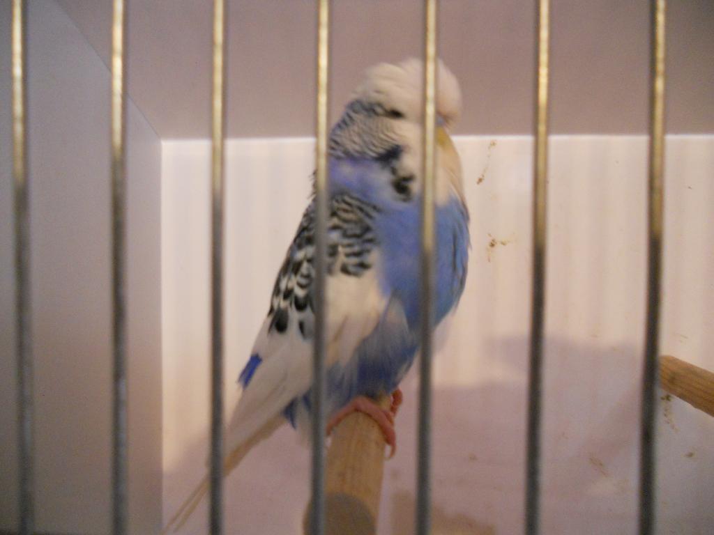 Engelse Grasparkieten  2024 - 2025, Animaux & Accessoires, Oiseaux | Perruches & Perroquets, Perruche, Plusieurs animaux