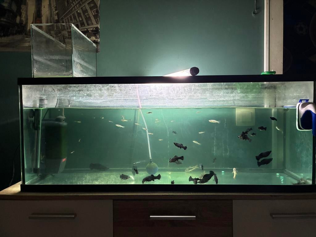 Aquariums vissen en toebehoren, Gebruikt, Ophalen of Verzenden, Gevuld zoetwateraquarium, Verwarming