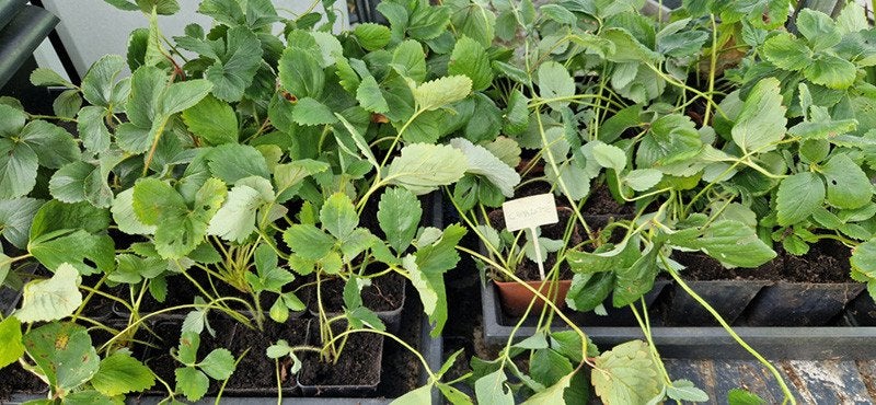 Charlotte  aardbei planten in P9 of P7 pot, Ophalen, Volle zon, Vaste plant, Zomer