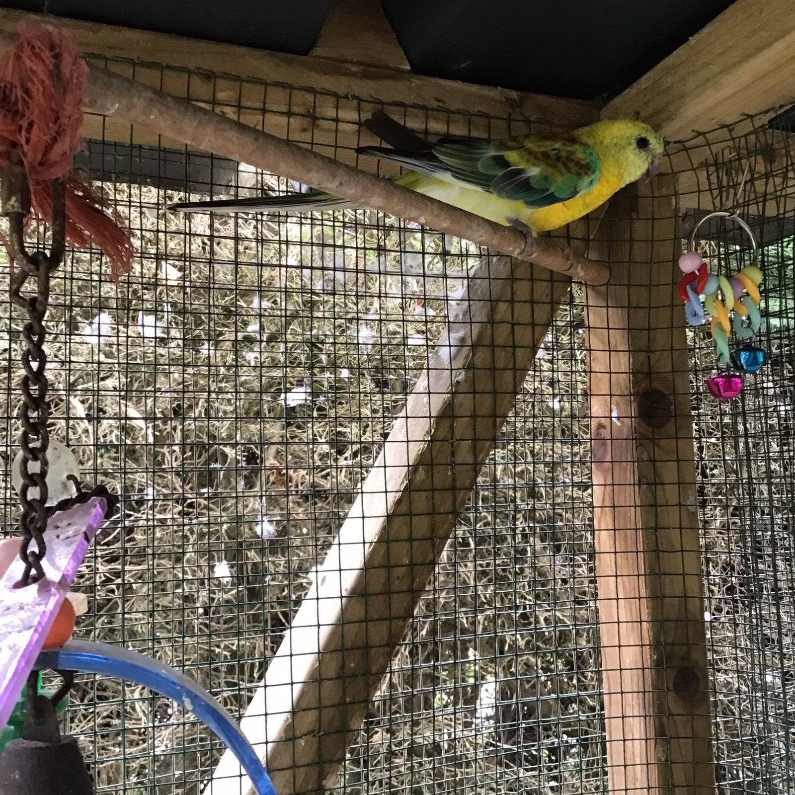 Roodrugparkiet, Animaux & Accessoires, Oiseaux | Perruches & Perroquets, Plusieurs animaux