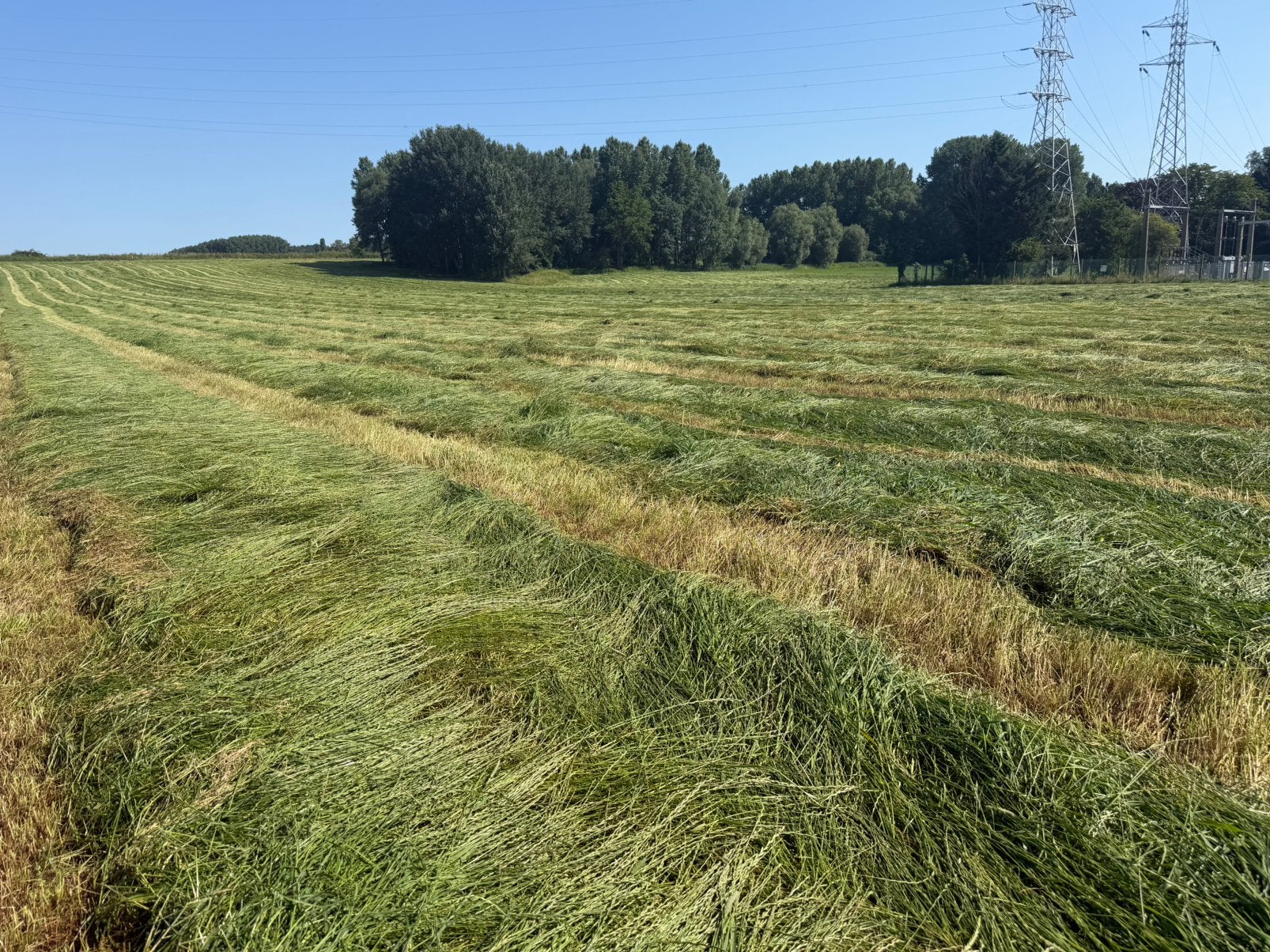 Kleine pakjes hooi, rechtstreeks van op het land, Dieren en Toebehoren, Ophalen