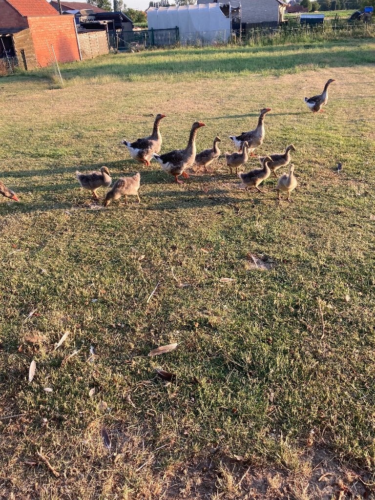 7 jonge ganzen te koop, Geslacht onbekend, Gans of Zwaan