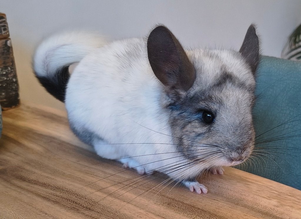 Twee super lieve mooie mozaïek chinchilla vrouwtjes, Animaux & Accessoires, Chinchilla, Février, Domestique, Femelle