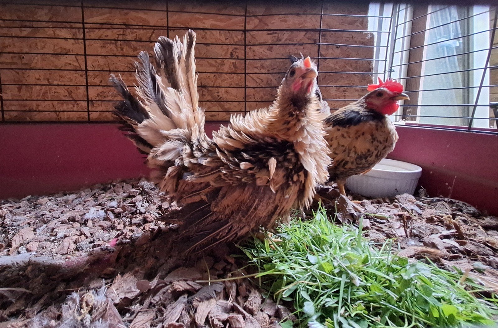 Serama koppel, Dieren en Toebehoren, Pluimvee