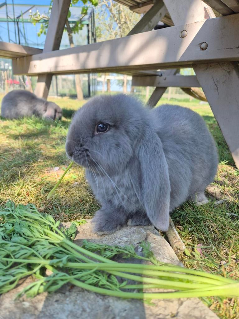 Franse hangoor konijntjes te koop, Dieren en Toebehoren, Hangoor