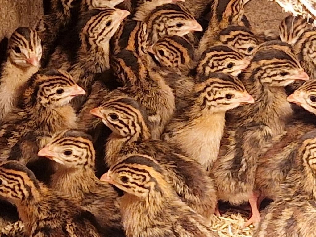 Parelhoenders, Dieren en Toebehoren, Pluimvee