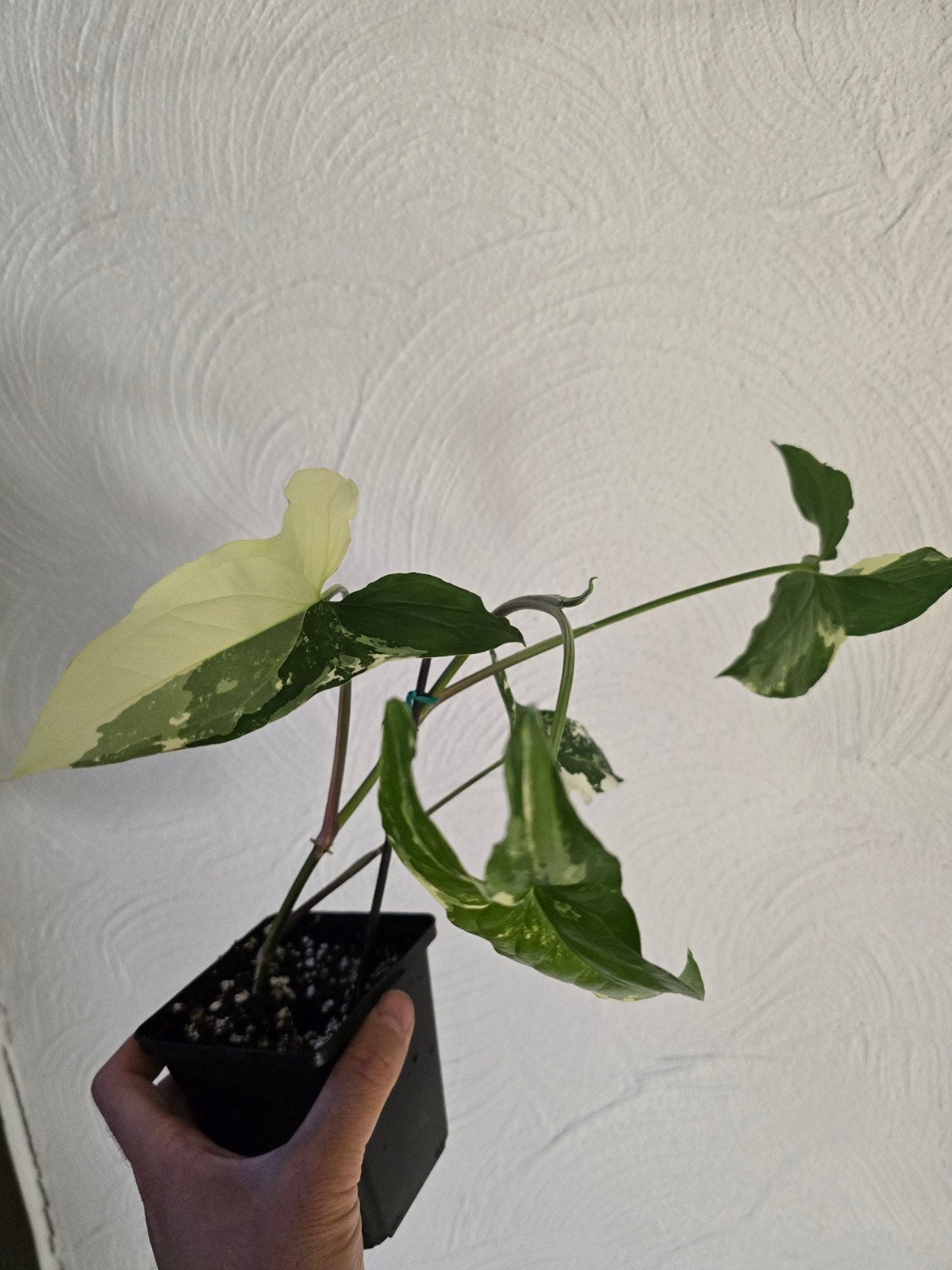 syngonium albo variegata, Ophalen