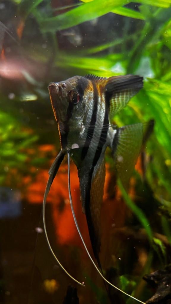PT.scalare Angelfish Amapa dos rouge, Poisson, Poisson d'eau douce, Banc de poissons